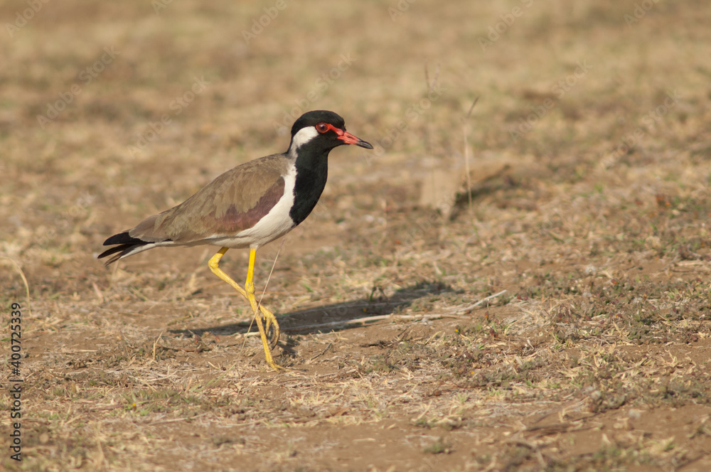 Red-wattled lapwing Vanellus indicus in a meadow. Hiran river. Sasan. Gir Sanctuary. Gujarat. India. Red-wattled lapwing Vanellus indicus in a meadow. Hiran river. Sasan. Gir Sanctuary. Gujarat. India.