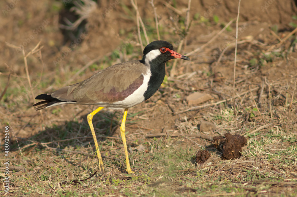 Red-wattled lapwing Vanellus indicus in a meadow. Hiran river. Sasan. Gir Sanctuary. Gujarat. India. Red-wattled lapwing Vanellus indicus in a meadow. Hiran river. Sasan. Gir Sanctuary. Gujarat. India.