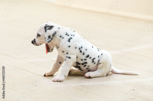 Little dalmatian puppy yawns sleepily sitting on a light floor