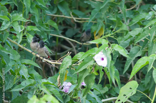 Red-vented bulbuls Pycnonotus cafer on a pink morning glory Ipomoea carnea. Hiran river. Sasan. Gir Sanctuary. Gujarat. India. photo