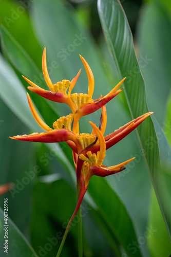 Beautiful Heliconia flower. Common names for the genus include Dwarf Jamaican flower,lobster-claws, toucan peak, wild plantains or false bird-of-paradise.