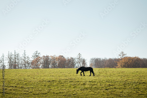 Black Friesian horse walking on pasture