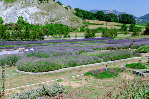 Lavender park in Morano Calabro. Calabria, Italy. photo