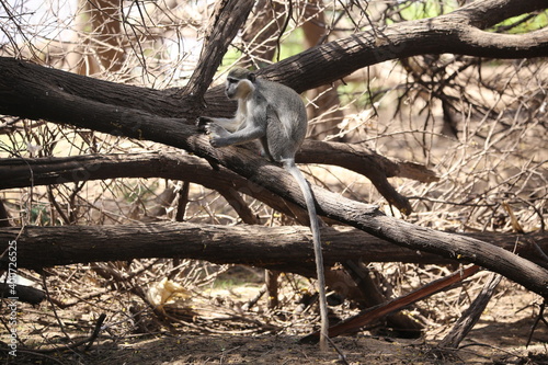 monkeys playing in Khartoum Sudan