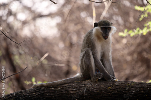 monkeys playing in Khartoum Sudan