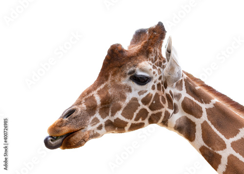 Giraffe close up portrait headshot isolated cut out