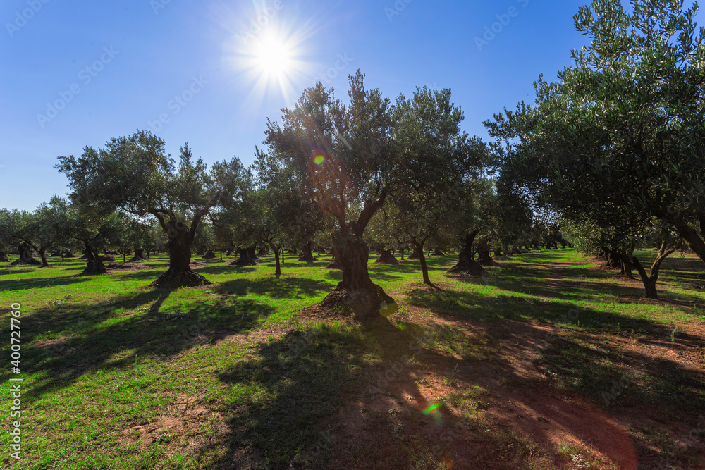 Olive Grove on Calabria. Plantation of olive trees. Sunset light
