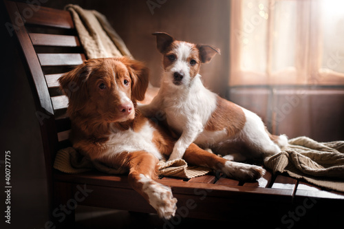 two dogs small and bid at home near the window. Nova Scotia Duck Tolling Retriever and Jack Russell Terrier  © annaav