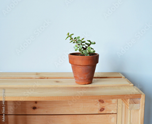 Portulacaria afra variegata house plant in terracotta pot on wooden box over white	 photo