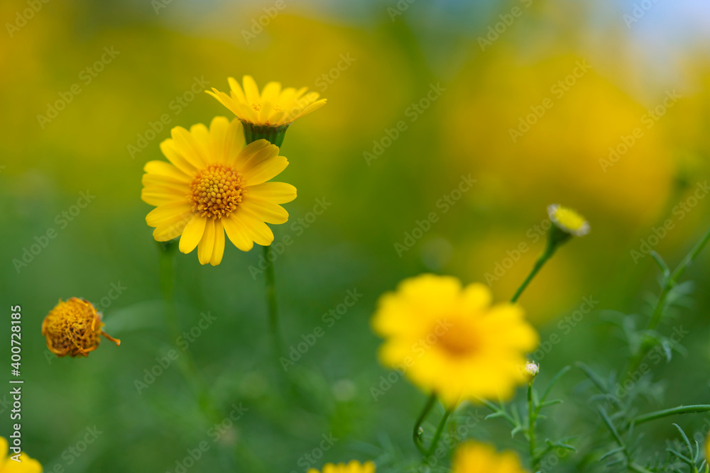 Obraz premium Cosmos flowers background in vintage style