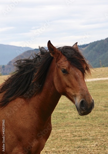 beautiful brown wild horse portrait, animal wildlife