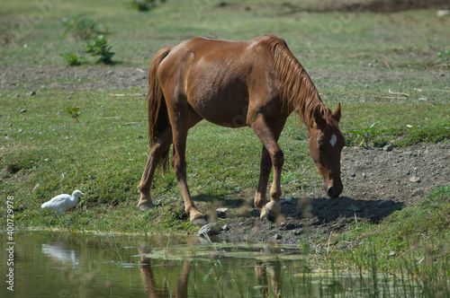 Horse Equus ferus caballus and cattle egret Bubulcus ibis. Hiran river. Sasan. Gir Sanctuary. Gujarat. India.