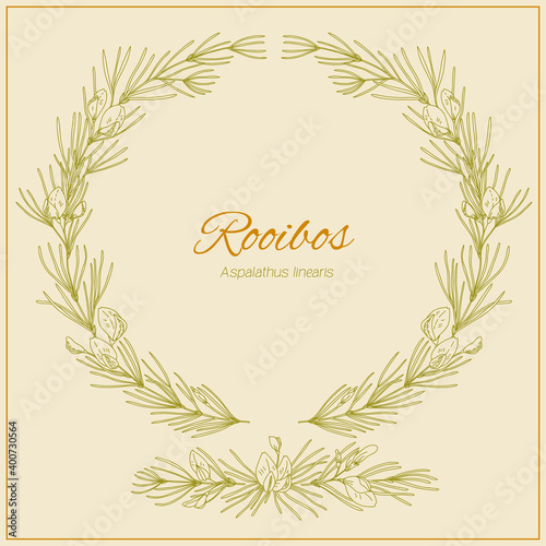 Frame with Rooibos branches, leaves and flowers. Graphic hand drawn engraving style. Aspalathus linearis wreath. Botanical illustration for packaging, menu cards, posters, prints.