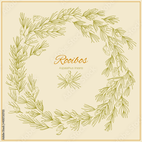 Frame with Rooibos branches, leaves and flowers. Graphic hand drawn engraving style. Aspalathus linearis wreath. Botanical illustration for packaging, menu cards, posters, prints.