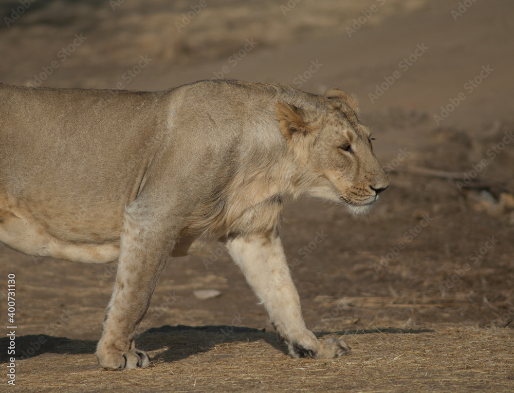 Asiatic lion Panthera leo persica. Lioness in Devalia. Gir Sanctuary. Gujarat. India. Asiatic lion Panthera leo persica. Lioness in Devalia. Gir Sanctuary. Gujarat. India.