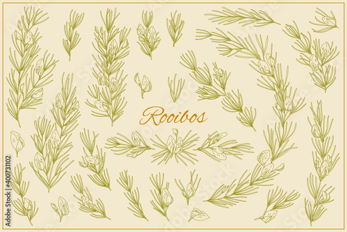 Set with Rooibos branches, leaves and flowers. Graphic hand drawn engraving style. Aspalathus linearis. Botanical illustration for packaging, menu cards, posters, prints.
