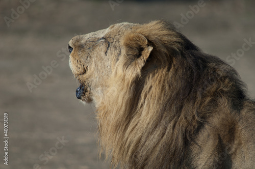 Photography Male Asiatic lion Panthera leo persica roaring
