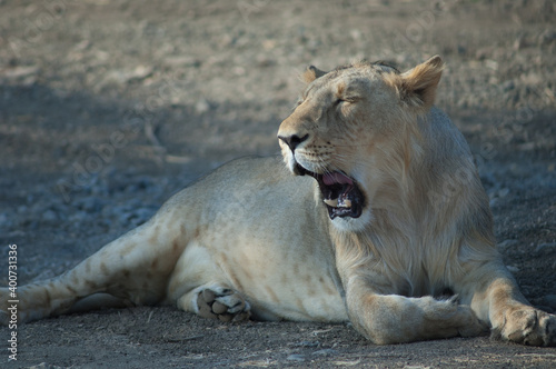 Asiatic lion Panthera leo persica in Devalia. Lioness yawning. Gir Sanctuary. Gujarat. India.