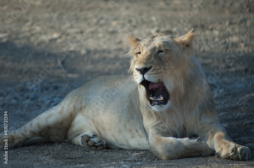 Asiatic lion Panthera leo persica in Devalia. Lioness yawning. Gir Sanctuary. Gujarat. India.