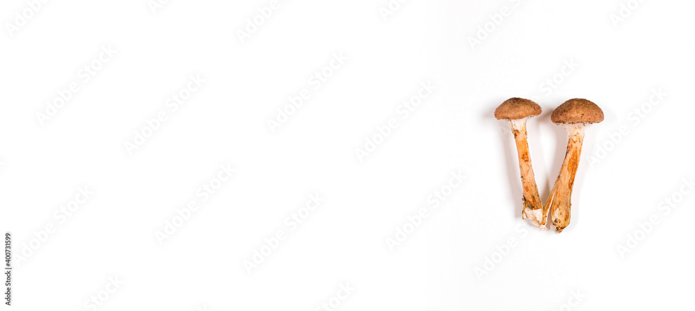 Two Armillaria mellea mushrooms on white background with copy space. Healthy food concept