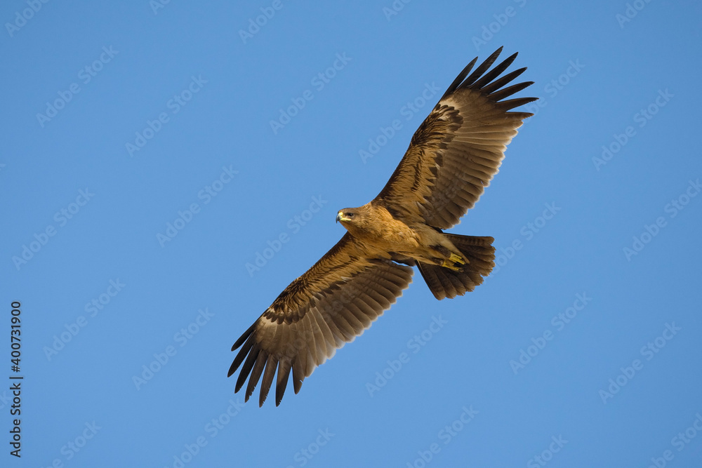 Bastaardarend, Greater Spotted eagle, Aquila clanga Bastaardarend, Greater Spotted eagle, Aquila clanga