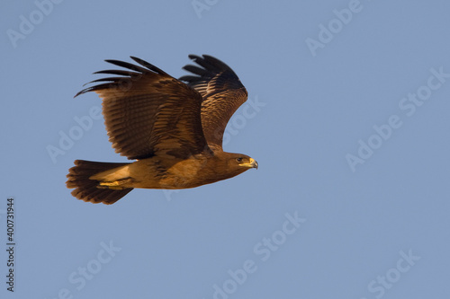 Bastaardarend, Greater Spotted eagle, Aquila clanga