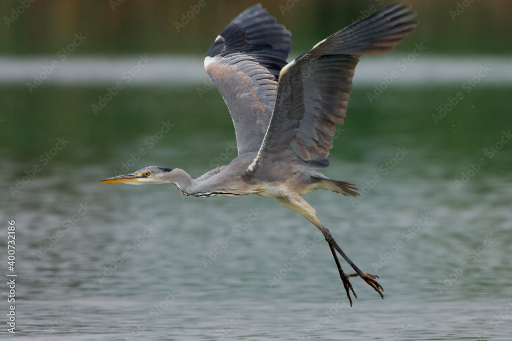Obraz premium Blauwe Reiger, Grey Heron, Ardea cinerea