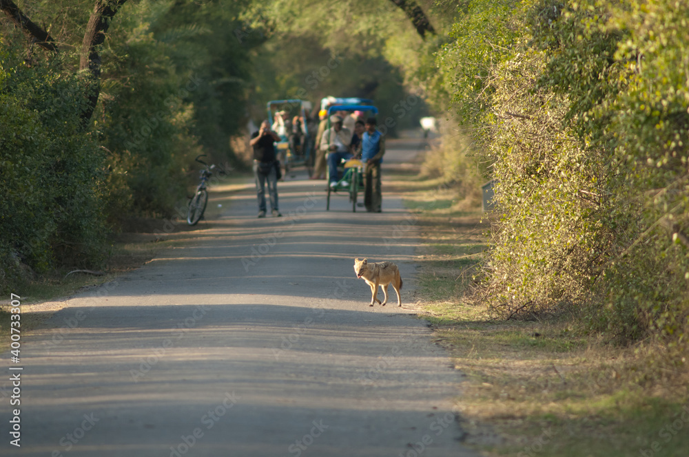Golden jackal Canis aureus indicus and people in the background. Keoladeo Ghana National Park. Rajasthan. India.