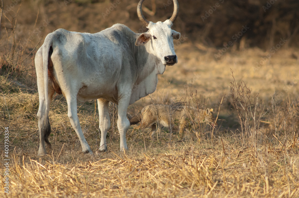 Zebu Bos primigenius indicus and golden jackal Canis aureus indicus. Keoladeo Ghana National Park. Rajasthan. India. Zebu Bos primigenius indicus and golden jackal Canis aureus indicus. Keoladeo Ghana National Park. Rajasthan. India.