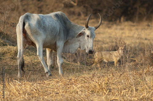 Zebu Bos primigenius indicus and golden jackal Canis aureus indicus in the background. Keoladeo Ghana National Park. Rajasthan. India.