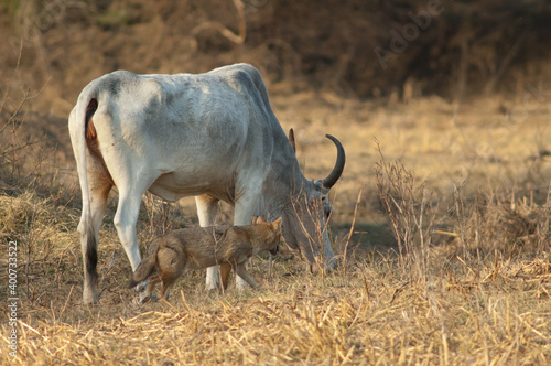 Fototapeta Naklejka Na Ścianę i Meble -  Zebu Bos primigenius indicus grazing and golden jackal Canis aureus indicus. Keoladeo Ghana National Park. Rajasthan. India.