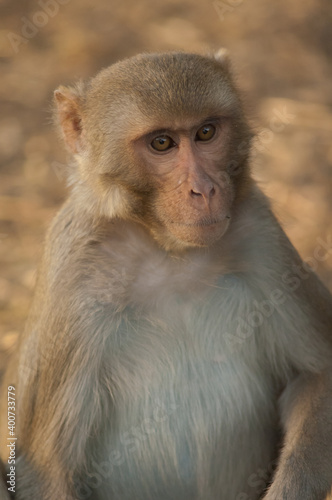 Rhesus macaque Macaca mulatta in Keoladeo Ghana National Park. Bharatpur. Rajasthan. India. © Víctor