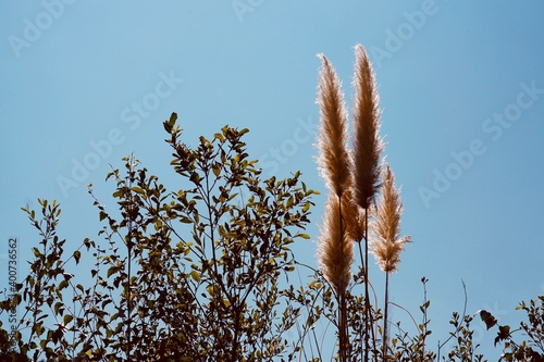 white plants and blue sky in auutmn season photo