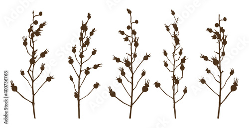 Rosehip branches with berries isolated on white - set of wild rose silhouettes for natural design