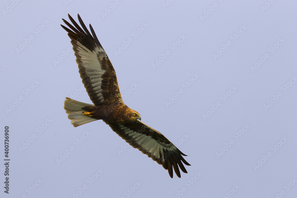 Bruine Kiekendief, Marsh Harrier, Circus aeruginosus Bruine Kiekendief, Marsh Harrier, Circus aeruginosus