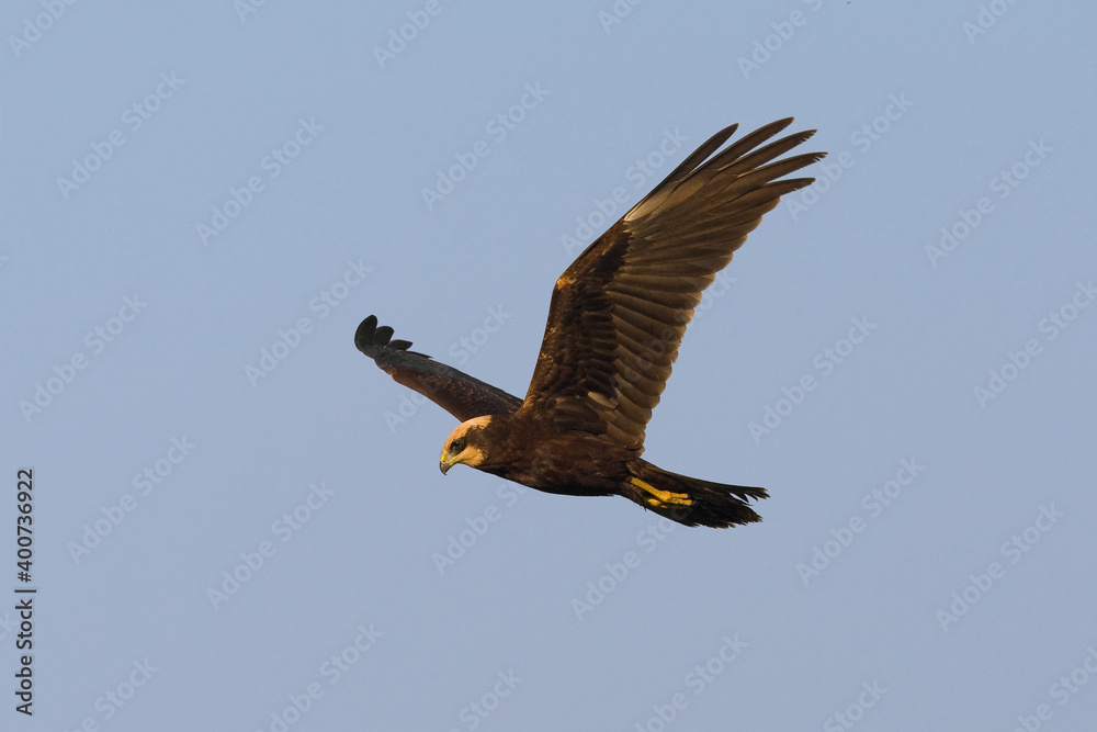 Fototapeta premium Bruine Kiekendief, Western Marsh Harrier, Circus aeruginosus