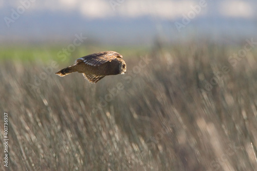 Afrikaanse Velduil, Marsh Owl, Asio Capensis photo