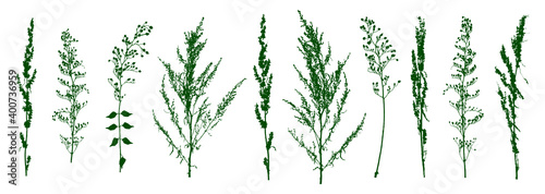 Set of green meadow grasses isolated on white - silhouettes of wild herbs for natural summer and spring design
