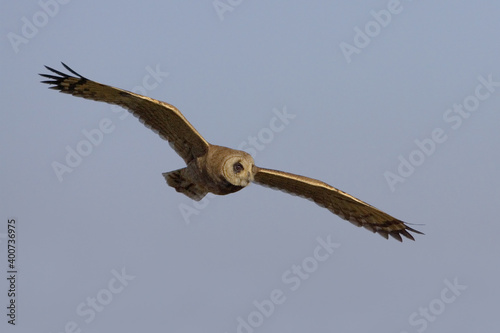 Afrikaanse Velduil, Marsh Owl, Asio Capensis photo