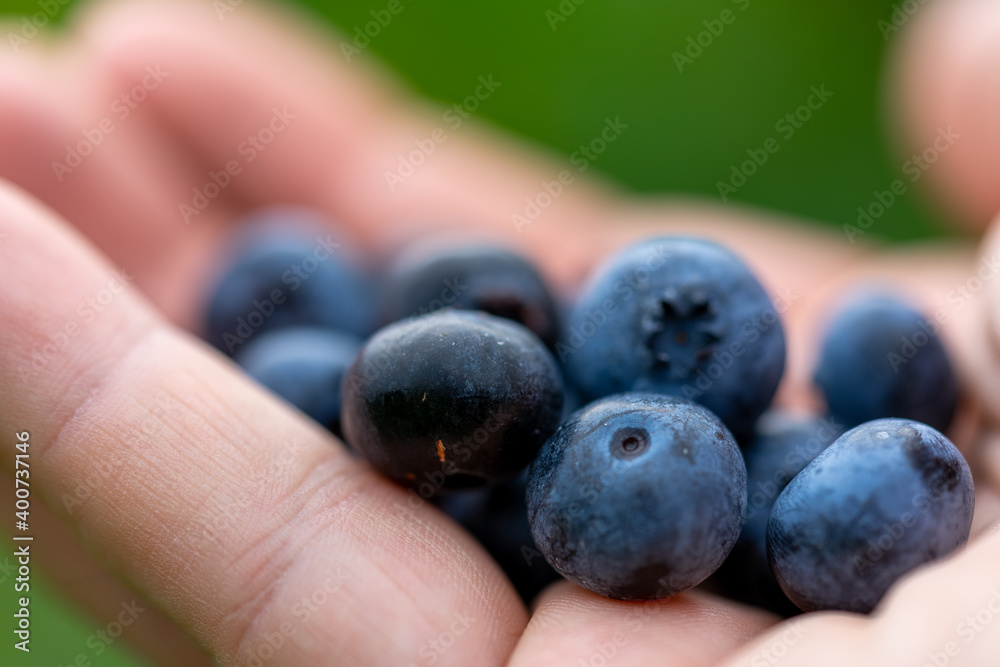 Blueberry, blueberries growing on the bushes. A mix between mature and immature organic fruits. Macros with selective focus. Blueberry, blueberries growing on the bushes. A mix between mature and immature organic fruits. Macros with selective focus.