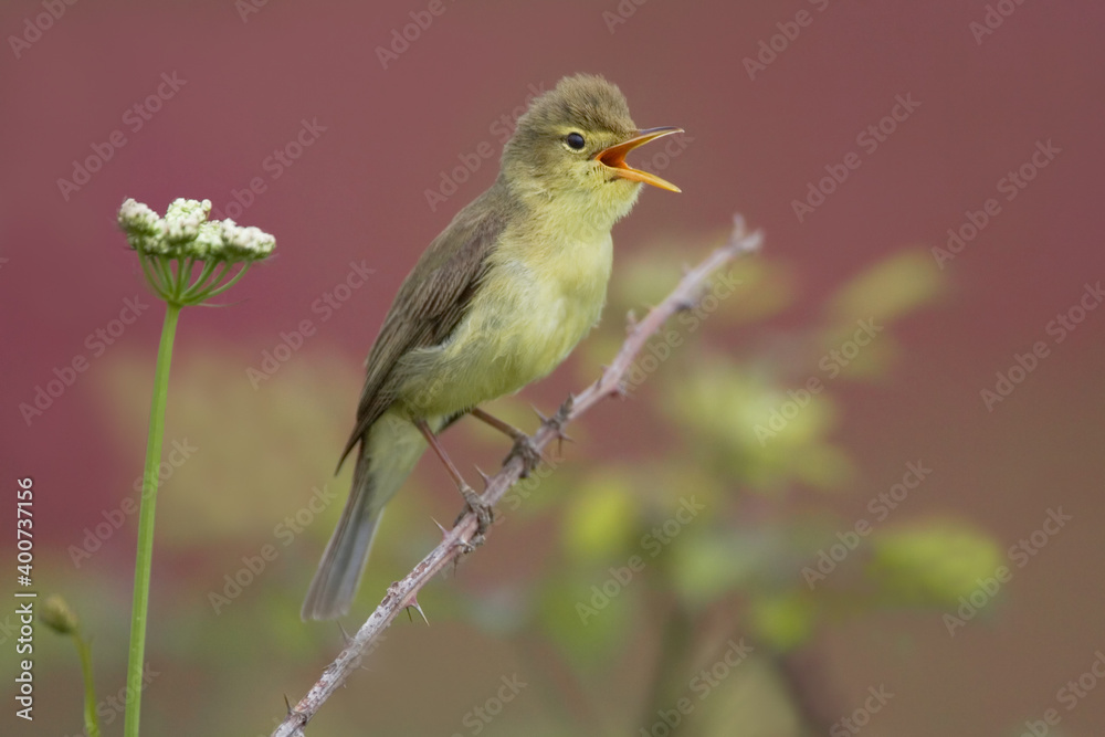 Melodious Warbler, Orpheusspotvogel, Hippolais polyglotta