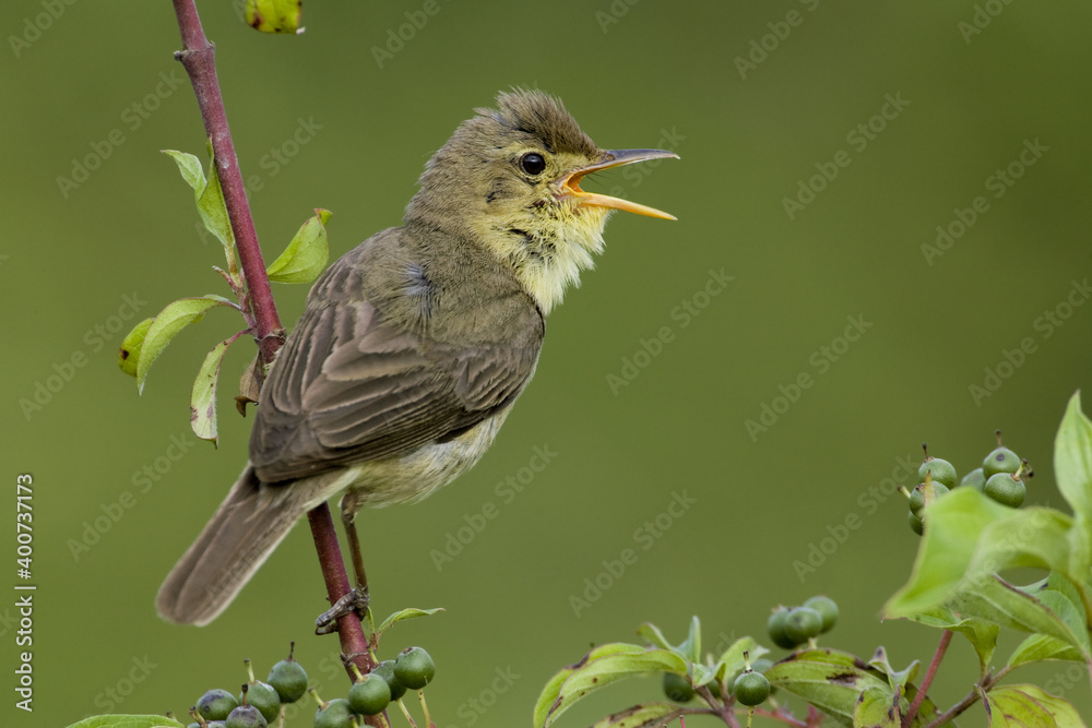 Melodious Warbler, Orpheusspotvogel, Hippolais polyglotta