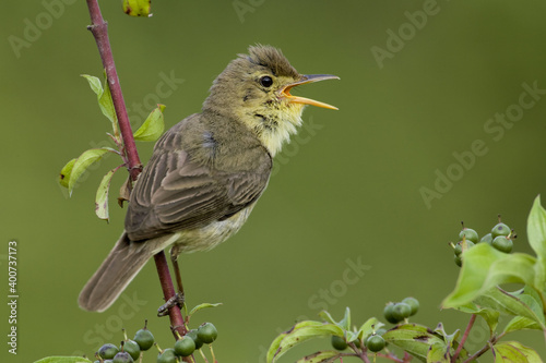 Obraz na płótnie Melodious Warbler, Orpheusspotvogel, Hippolais polyglotta w salonie