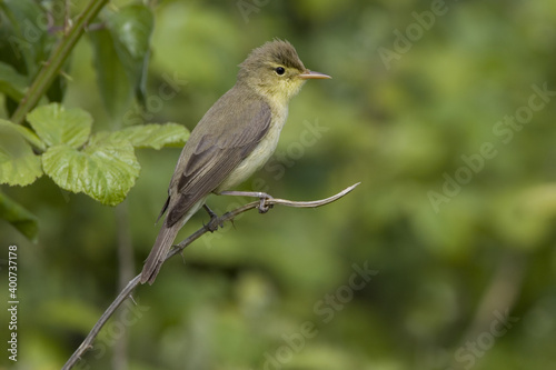 Melodious Warbler, Orpheusspotvogel, Hippolais polyglotta