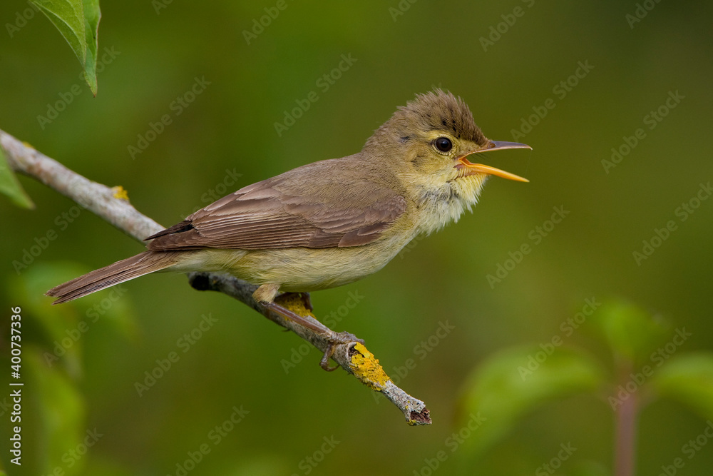 Orpheusspotvogel, Melodious Warbler, Hippolais polyglotta Orpheusspotvogel, Melodious Warbler, Hippolais polyglotta