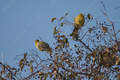 Yellow-footed green pigeons Treron phoenicoptera. Keoladeo Ghana National Park. Bharatpur. Rajasthan. India. photo