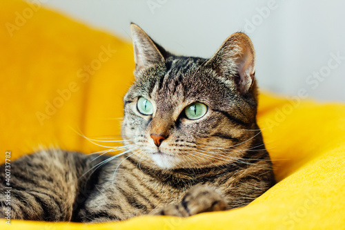 Cute tabby cat with green eyes lies on yellow bean bag. © Zaitseva
