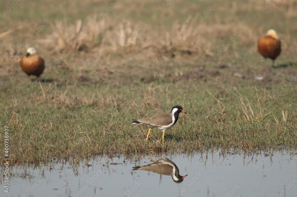 Obraz premium Red-wattled lapwing Vanellus indicus in a lagoon. Keoladeo Ghana National Park. Bharatpur. Rajasthan. India.
