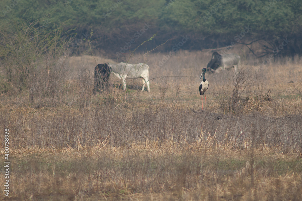 Female black-necked stork Ephippiorhynchus asiaticus and cattle Bos taurus in the background. Keoladeo Ghana. Bharatpur. Rajasthan. India. Female black-necked stork Ephippiorhynchus asiaticus and cattle Bos taurus in the background. Keoladeo Ghana. Bharatpur. Rajasthan. India.