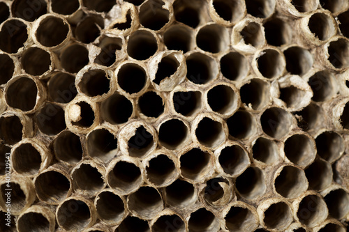 Wasp nest view